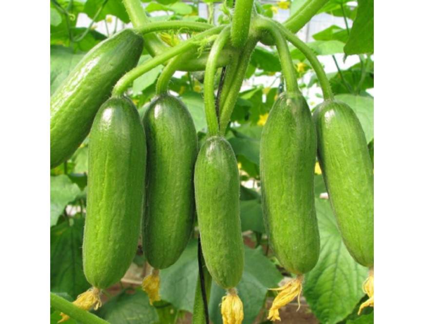 Hạt giống dưa chuột baby - Ảnh 1